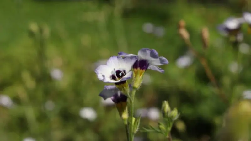 A pale blue-white gilia flower shows dark purple markings and a yellow center.