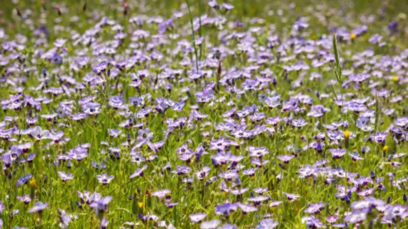 A vast field of pale purple gilia flowers stretches across an open green landscape.