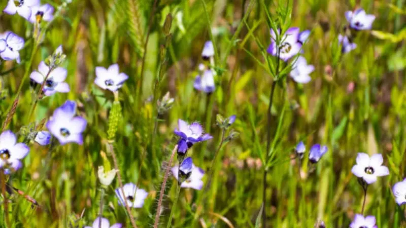 Blue and white gilia flowers scatter among tall grasses and meadow plants.