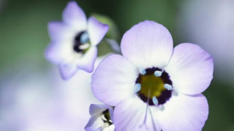 Two lavender gilia flowers reveal dark purple eyes and white stamens in macro detail.