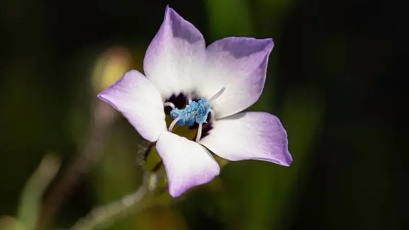 A pale purple gilia flower with dark eye and blue stamens stands against darkness.