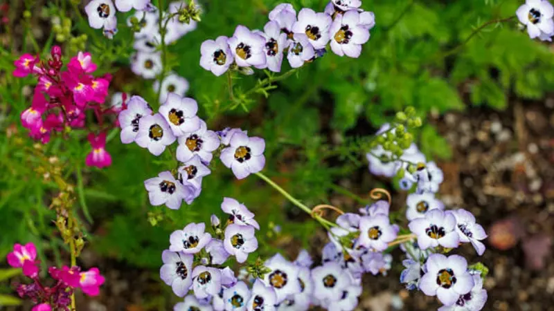 White gilia flowers bloom beside pink flowers in a natural garden setting.