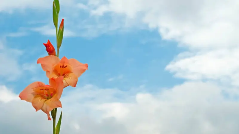 Orange and peach gladiolus flower spike with a red bud against a blue sky with clouds.