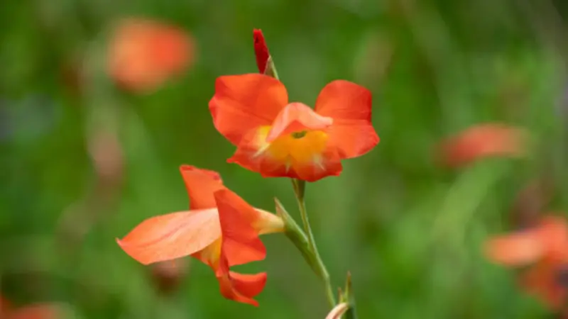 Two orange tubular gladiolus flowers blooming on a green stem against a softly blurred garden background.
