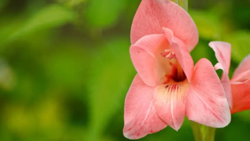 Close-up of a single salmon-pink gladiolus flower against a soft green background.