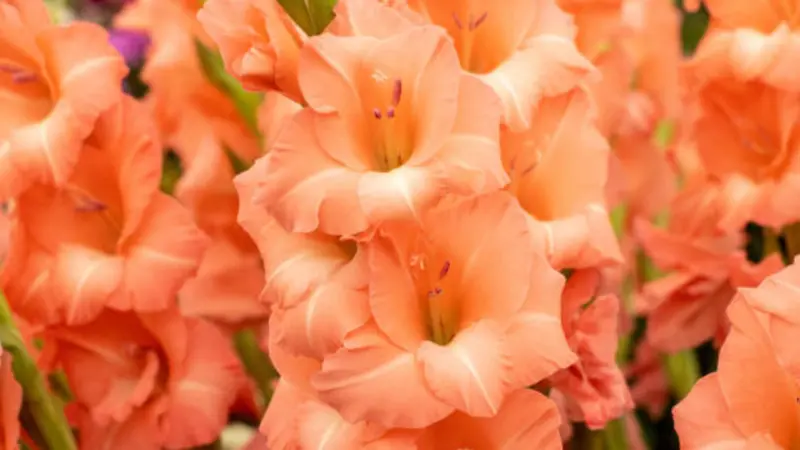 Cluster of peach and orange gladiolus flowers with white throats blooming fully.