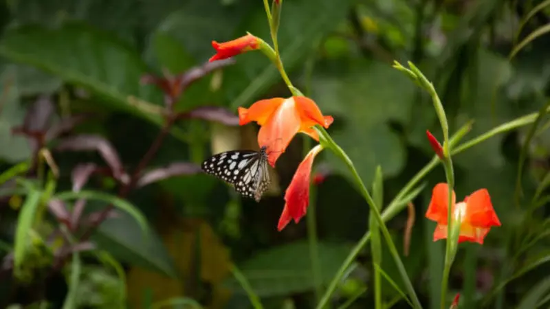 Black and white spotted butterfly resting on orange tubular gladiolus flowers.