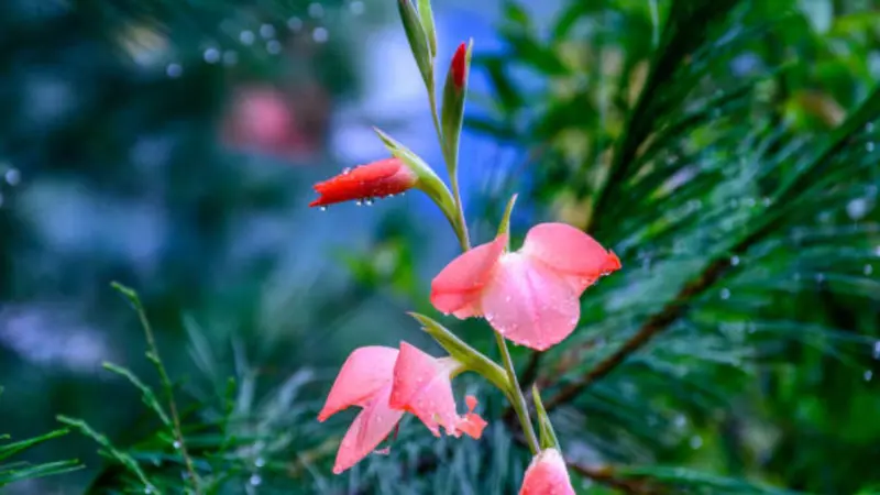 Pink gladiolus flowers and a red bud covered with water droplets near pine branches.