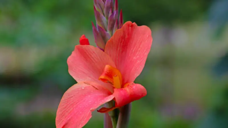 Single red-orange gladiolus flowers with ruffled petals and a purple-red bud spike growing among green foliage.