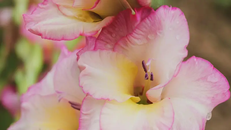 Close-up of white gladiolus petals with pink ruffled edges, yellow throat, and purple stamens.