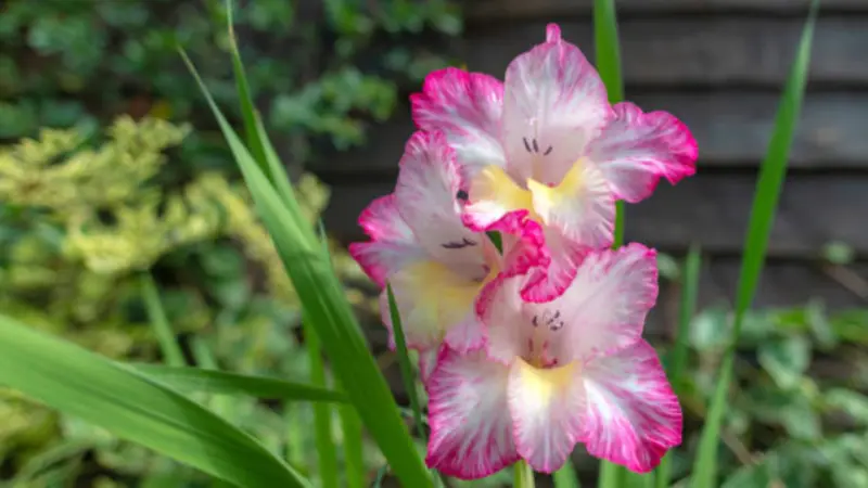 White gladiolus flowers with bright pink edges and speckled yellow throats growing in a garden.