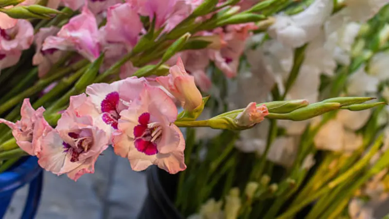 Pink and white gladiolus flowers with deep maroon throat markings arranged in a floral bouquet.