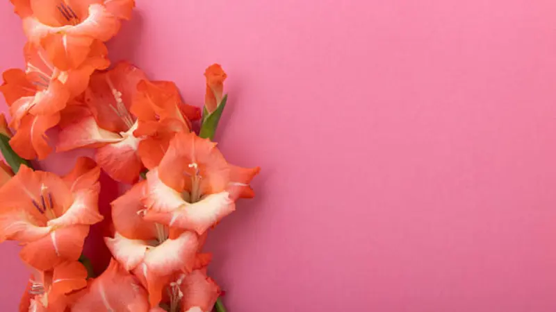 Coral orange gladiolus flowers displayed against a solid pink background with elegant copy space.