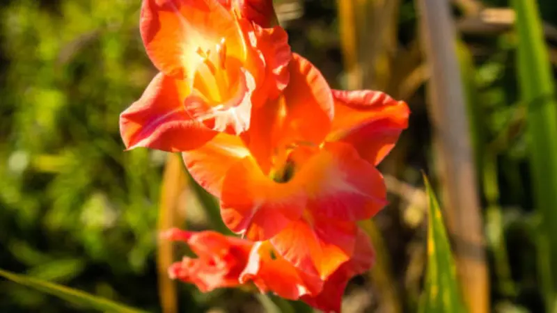 Backlit orange and yellow gladiolus flower with ruffled petals glowing beautifully in sunlight.