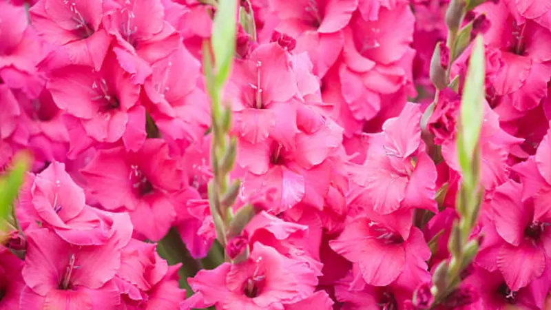 Dense cluster of vivid pink gladiolus flowers with water droplets and fresh green buds.