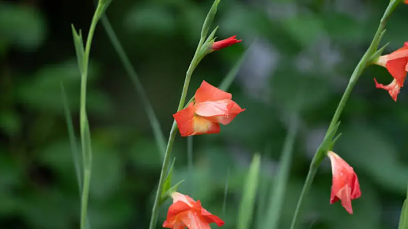 Orange-red tubular gladiolus flowers with a red bud growing among narrow green leaves.