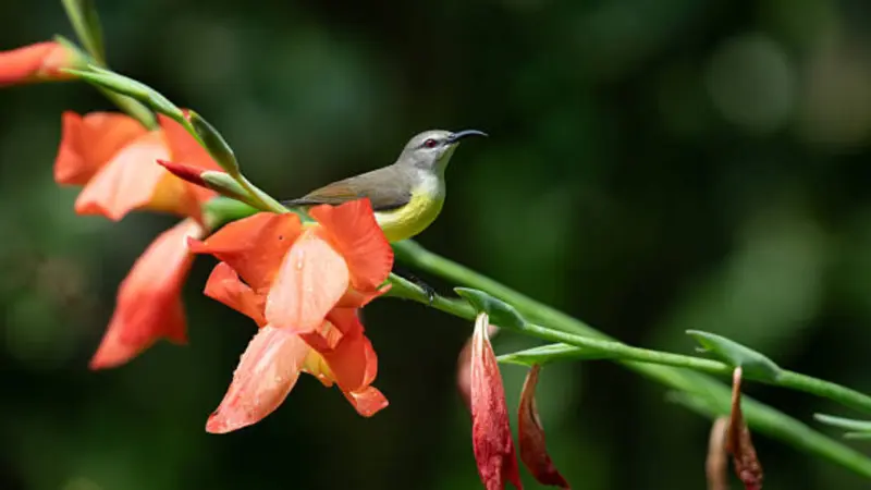 Small grey and yellow sunbird perched on an orange gladiolus flower spike in a garden.