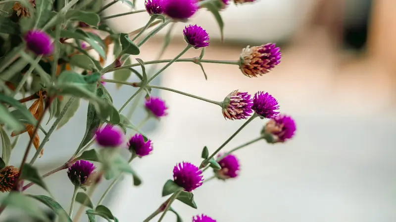 Magenta globe amaranth flower heads blooming on slender green stems with a softly blurred light background, highlighting the vibrant round floral texture.