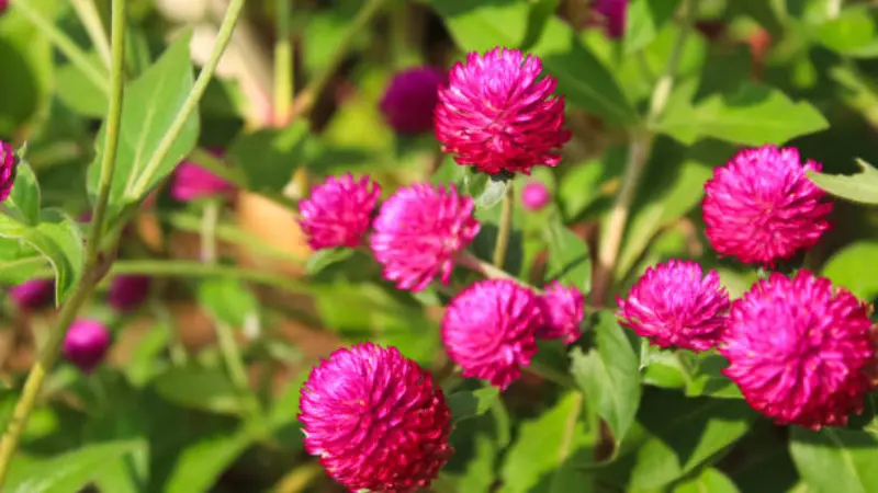 Cluster of bright pink globe amaranth flowers blooming among green leaves in warm sunlight.