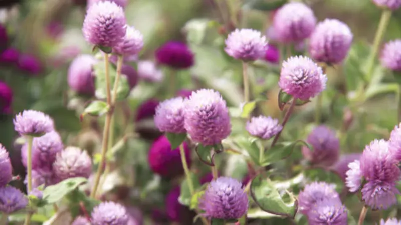 Pale lavender globe amaranth flowers with darker magenta blooms softly blurred in the background.