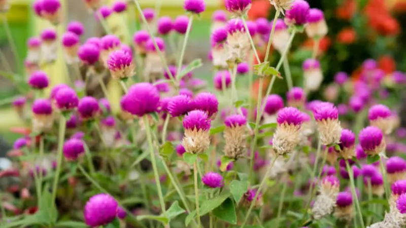 Bright pink globe amaranth flower blooming on a slender stem beside an unopened bud against green leaves.