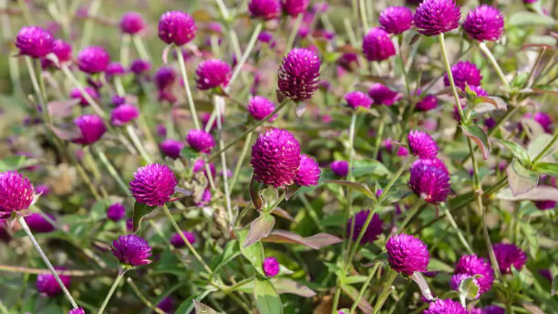 Dense field of magenta-purple globe amaranth flowers blooming under sunlight among lush green leaves.