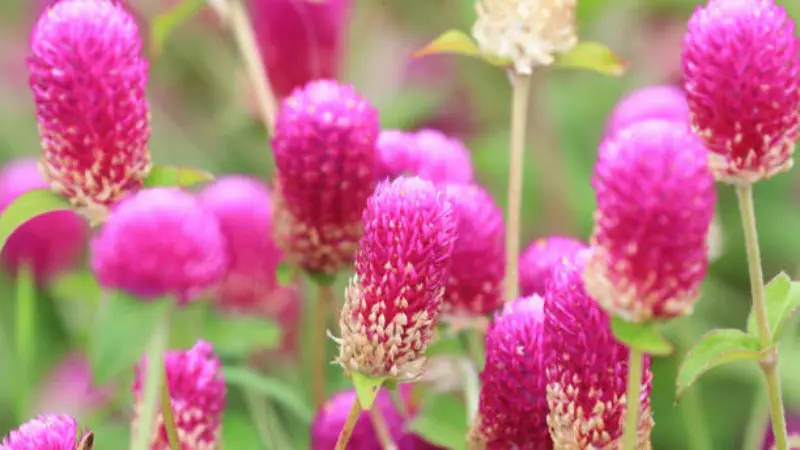 Cluster of elongated pink globe amaranth flower heads with cream-white tips growing naturally in a garden.