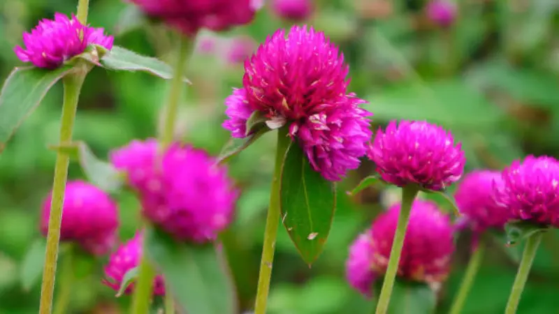 Magenta globe amaranth flower cluster with a visible raindrop on a nearby green leaf after rainfall.