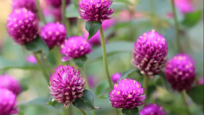 Purple globe amaranth flowers with cream-colored florets against a softly blurred green background.