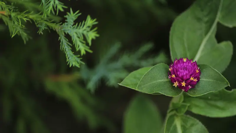 A magenta globe amaranth flower bud resting on a green leaf with a blurred conifer branch behind, creating a natural garden composition.