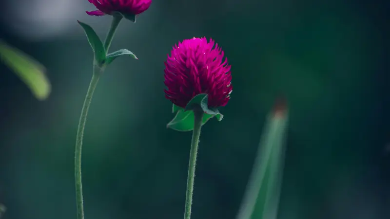 Two dark magenta globe amaranth flower heads standing on thin stems against a deep green blurred background with soft focus.