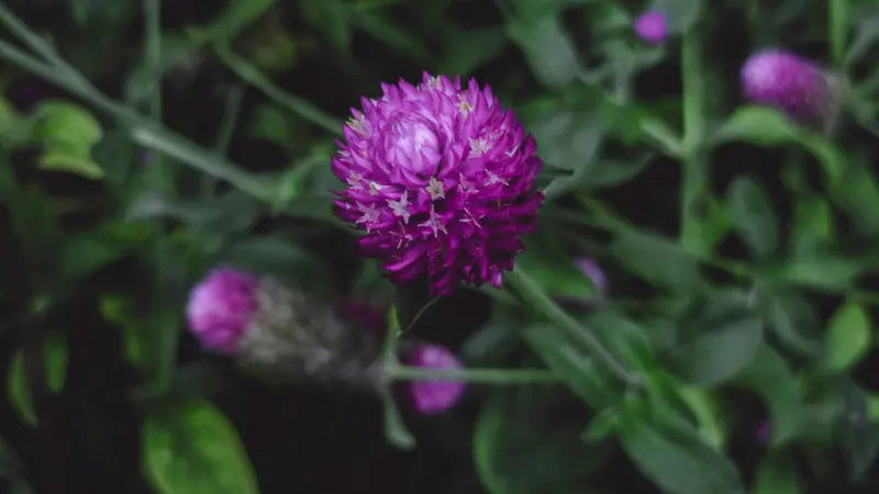 Close-up view of a purple globe amaranth flower head showing tiny yellow florets surrounded by textured purple petals.