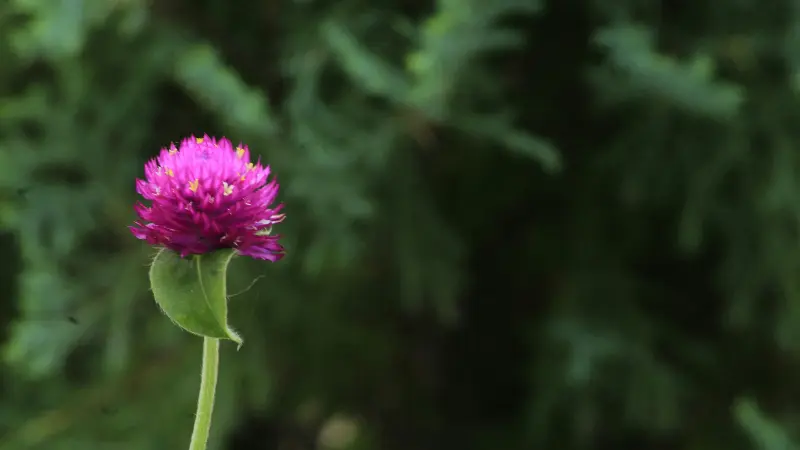 Single magenta globe amaranth flower growing on a green stem with a blurred conifer background and spacious copy area.