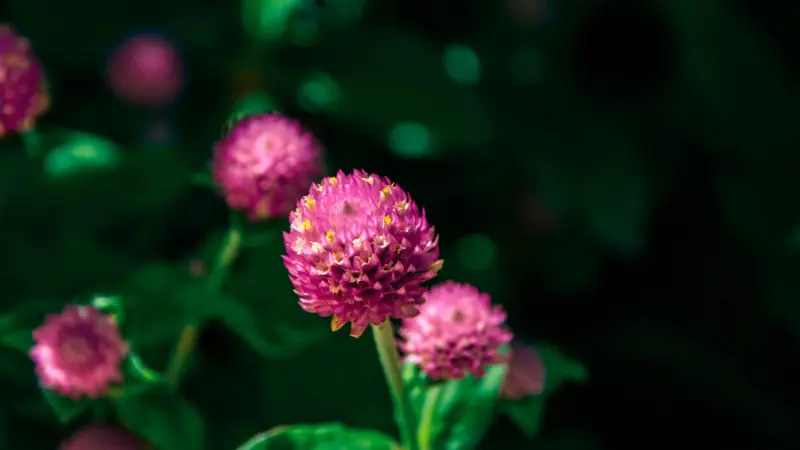 Magenta globe amaranth flower with cream-colored florets surrounded by blurred buds and green foliage in a garden setting.