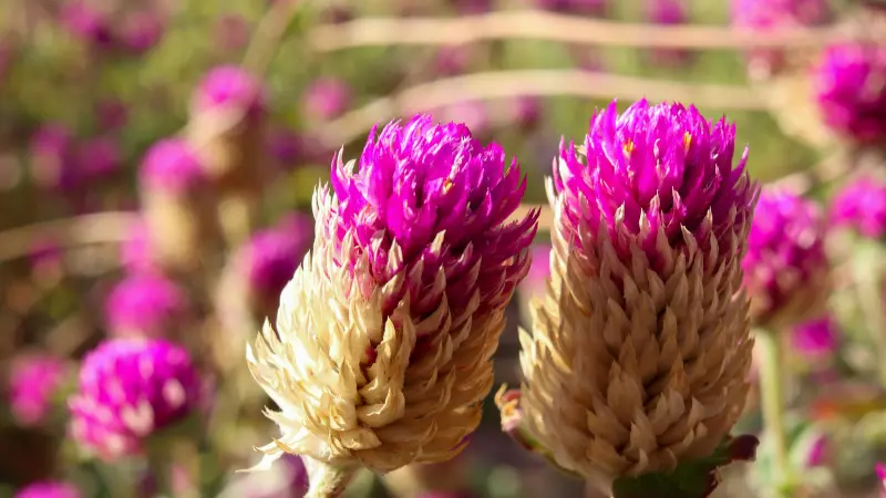 Two aging globe amaranth flower heads with pink tops fading into tan shades, showing different blooming stages.
