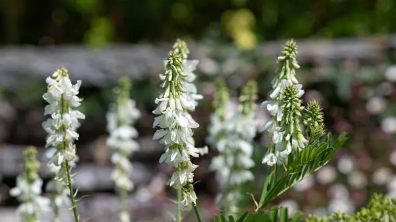 White goat's rue flower spikes growing against a blurred fence and garden background with green foliage.