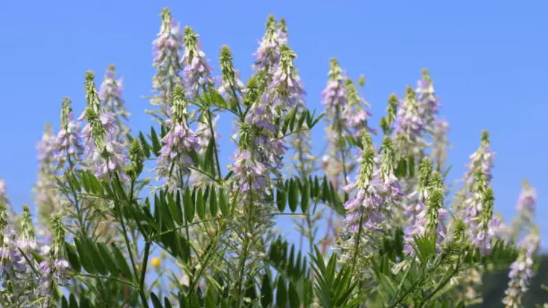 Pale purple and white goat's rue flower spikes standing against a clear blue sky.