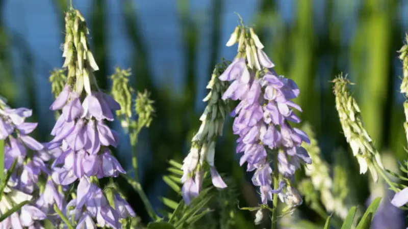 Lavender and white goat's rue flowers growing with a blurred water background behind.