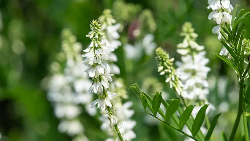Single white goat's rue flower spike in sharp focus against a soft green blurred background.