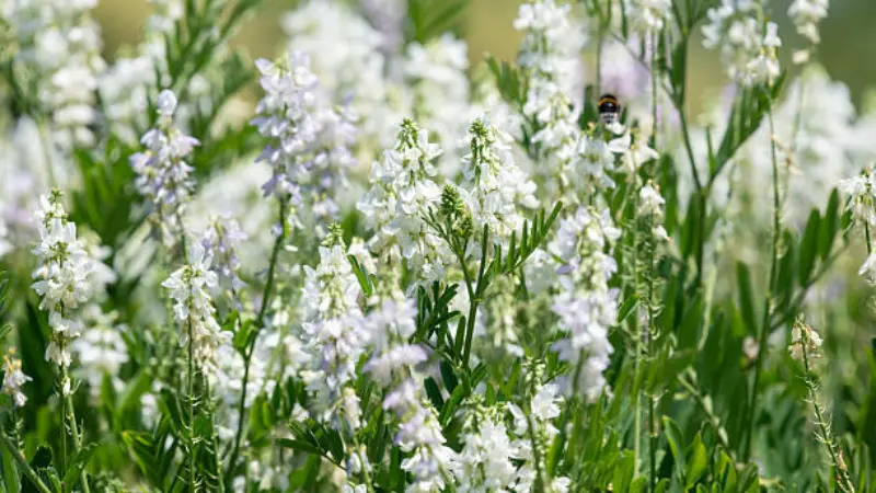 Field of white goat's rue flowers with a bee visiting the blooms among green vegetation.