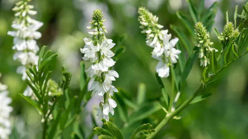 White goat's rue flower spikes rising above fresh green pinnate foliage in sunlight.