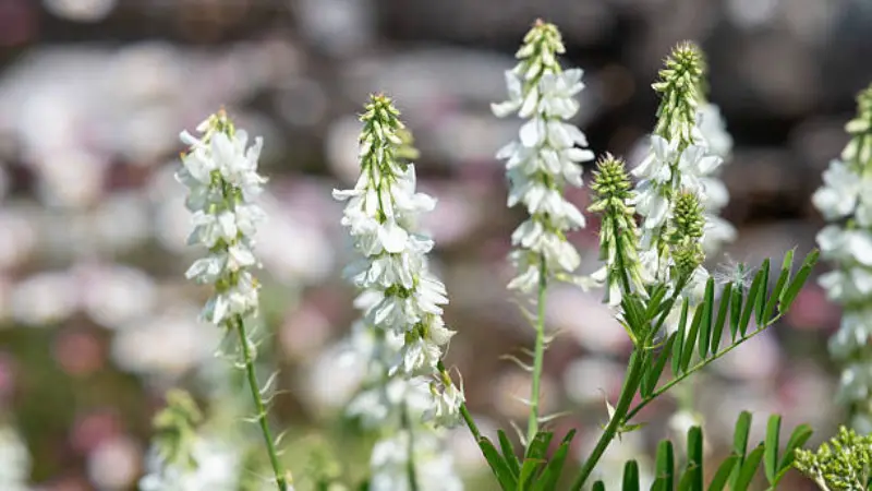 White goat's rue flowers against a mottled gray and pink blurred background.
