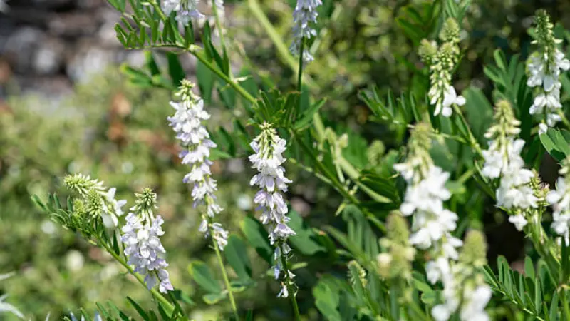 White and lavender goat's rue flower spikes beside a softly blurred stone wall.