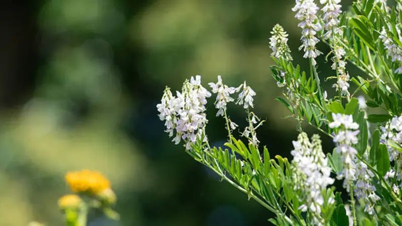 White goat's rue flower spikes against green foliage with a small yellow flower visible in the background.