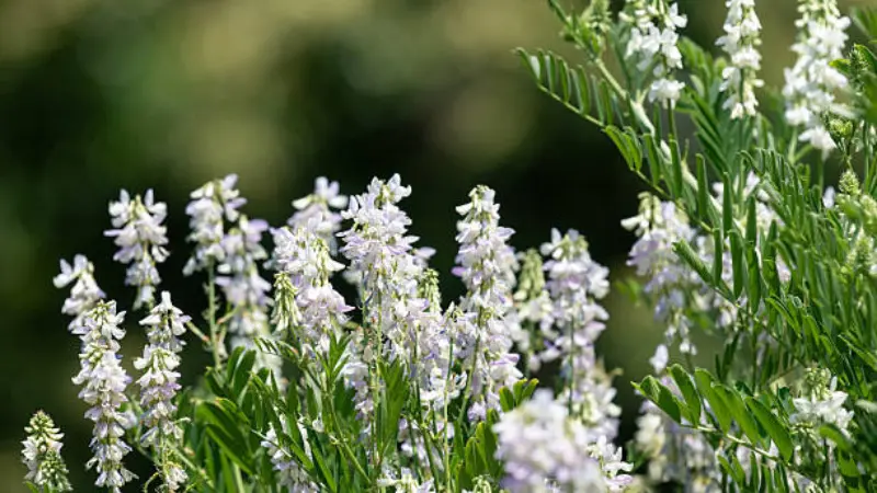 Sunlit white goat's rue flower spikes rising above delicate green pinnate leaves in a natural garden setting.