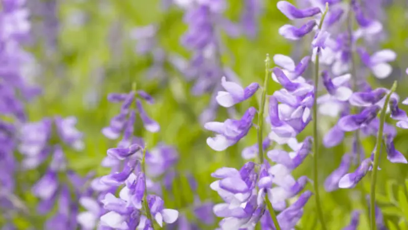 Lavender goat's rue flower spikes blooming gracefully against a smooth green blurred backdrop.