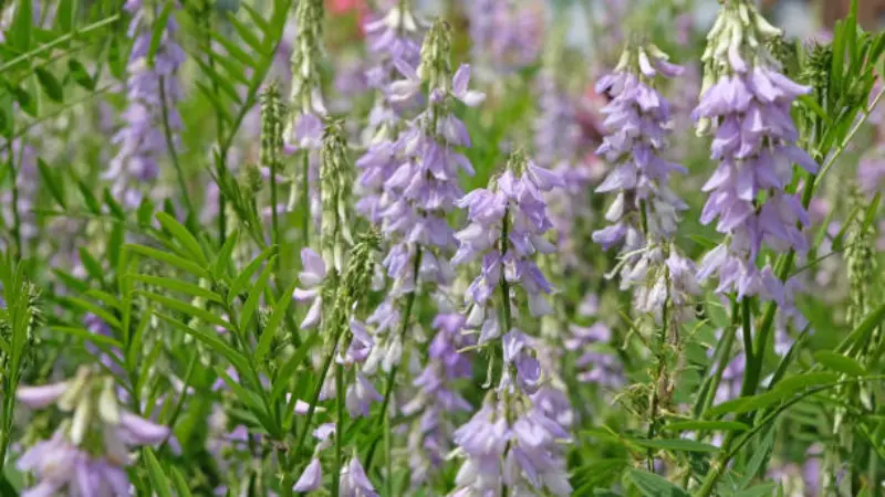 Purple goat's rue flower spikes surrounded by green foliage with a soft pink background.