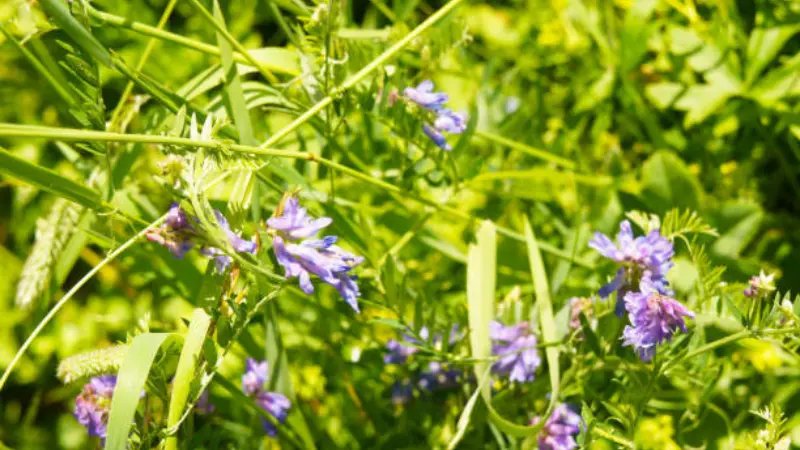 Purple goat's rue flowers blooming among sunlit grass and green leaves in a meadow setting.