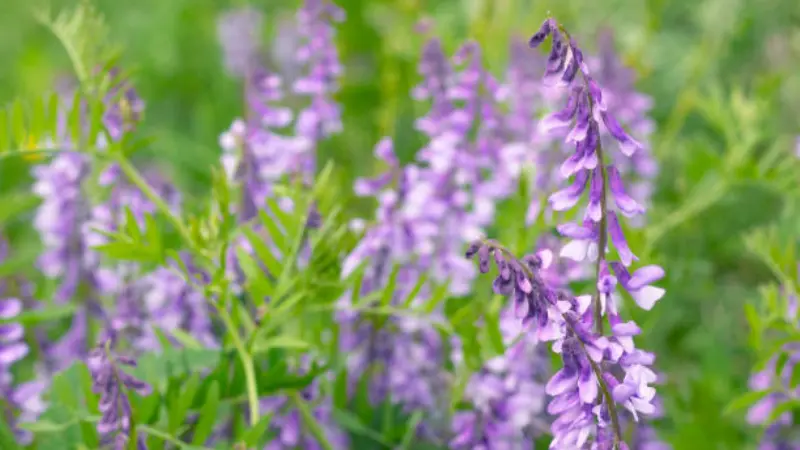Close-up of purple goat's rue flower spikes showing detailed blossoms against a green bokeh background.