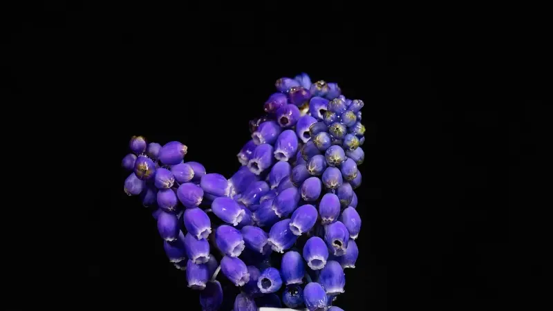 Cluster of purple grape hyacinth bell flowers blooming against a dark background with rich floral detail.